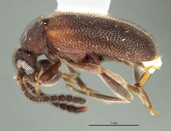 Media type: image;   Entomology 36089 Aspect: habitus lateral view